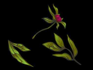 Vektör Bordo şakayık botanik çiçek. Oyulmuş mürekkep sanat. İzole peonies illüstrasyon öğesi.