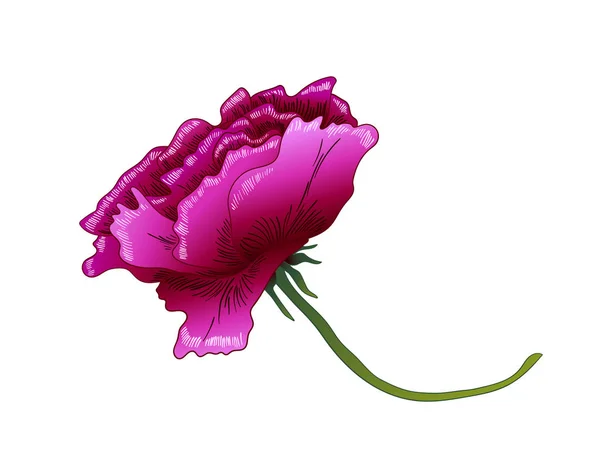 Διάνυσμα floral μοβ Rose flower βοτανική. Μωβ χαραγμένο μελάνι τέχνης. Μεμονωμένες τριανταφυλλιές εικονογράφηση στοιχείο. — Διανυσματικό Αρχείο