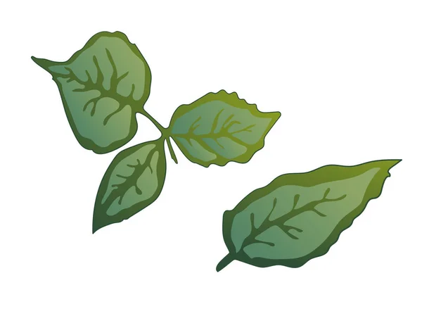 ベクトル ローズ緑葉花植物の花。緑の刻まれたインク アート。分離のバラ図の要素. — ストックベクタ