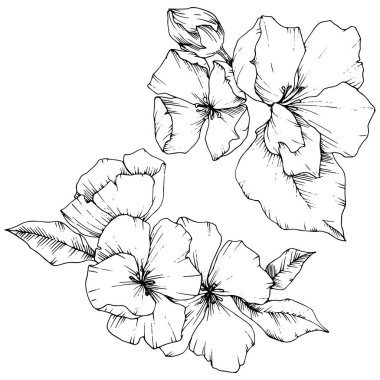 Elma çiçeği botanik çiçek vektör. Siyah ve beyaz mürekkep sanat kazınmış. İzole çiçek çizim öğesi.