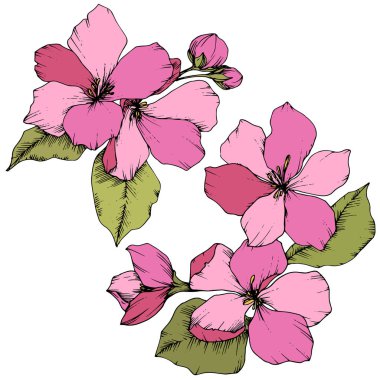 Elma çiçeği botanik çiçek vektör. Pembe ve yeşil mürekkep sanat kazınmış. İzole çiçek çizim öğesi.