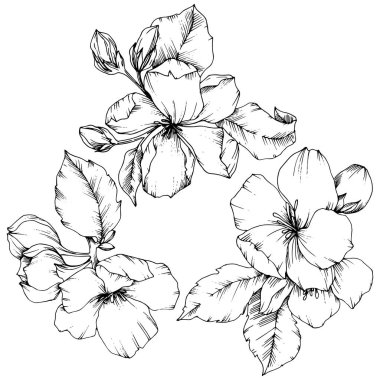 Elma çiçeği botanik çiçek vektör. Siyah ve beyaz mürekkep sanat kazınmış. İzole çiçek çizim öğesi.