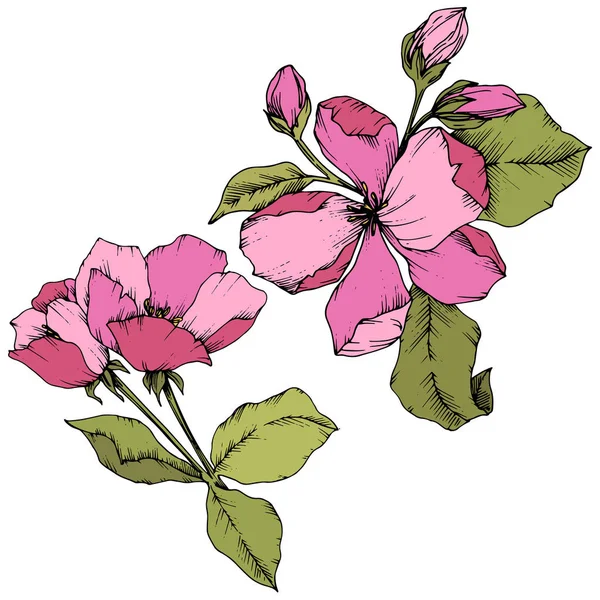 Vektor Apple blossom blommig botaniska blomma. Rosa och grönt graverade bläck konst. Isolerade blommor illustration element. — Stock vektor