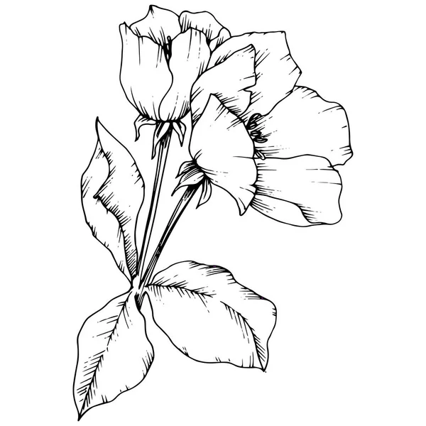 Vecteur Fleur de pomme fleur botanique florale. Encre gravée en noir et blanc. Elément d'illustration de fleurs isolées . — Image vectorielle