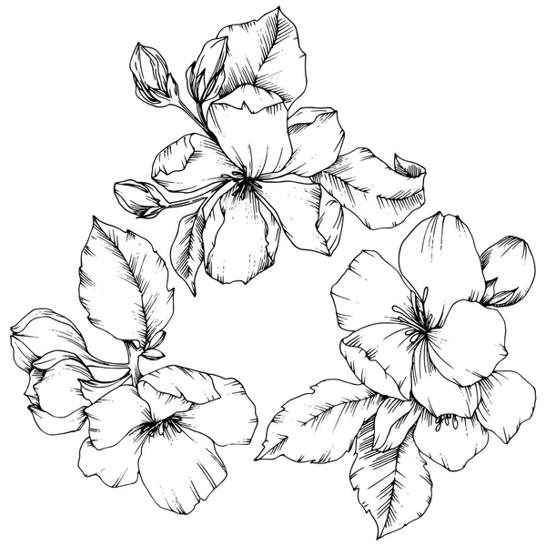 Vector flor de manzana flor botánica floral. Tinta grabada en blanco y negro. Elemento ilustrativo de flores aisladas . — Vector de stock