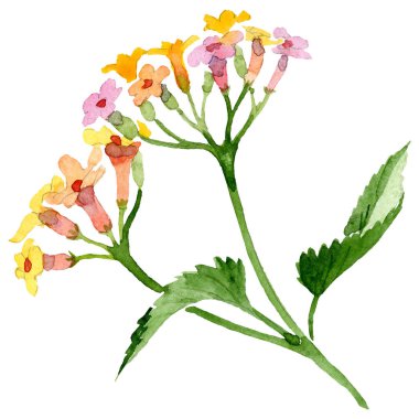Pembe sarı lantana botanik çiçek. Suluboya arka plan ayarlamak. İzole lantana illüstrasyon öğesi.