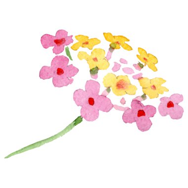 Pembe sarı lantana botanik çiçek. Suluboya arka plan ayarlamak. İzole lantana illüstrasyon öğesi.