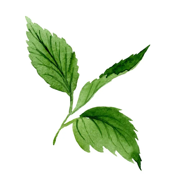 Lantana grön lämnar blommig botaniska blomma. Akvarell bakgrunden set. Isolerade lantana illustration element. — Stockfoto