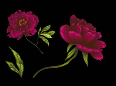 Vektör Bordo şakayık botanik çiçek. Oyulmuş mürekkep sanat. İzole peonies illüstrasyon öğesi.