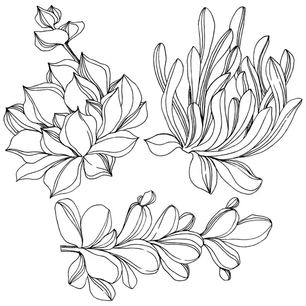 Vector succulente floral botanische bloem. Zwart-wit gegraveerd inkt kunst. Geïsoleerde vetplanten afbeelding element. — Stockvector