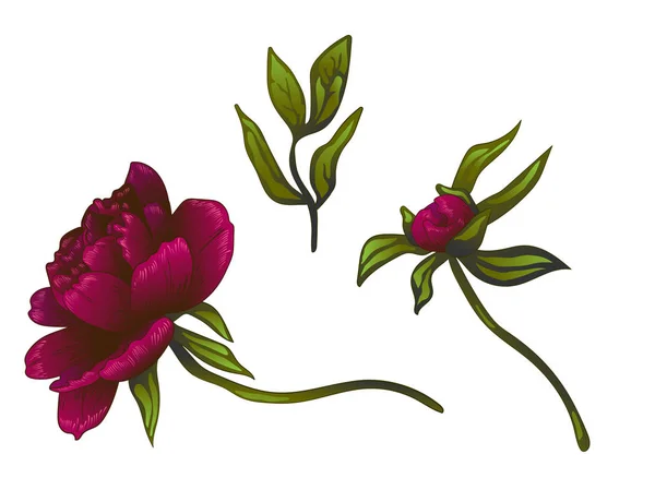 Vecteur Bourgogne pivoine fleur botanique florale. Encre gravée. Élément d'illustration pivoines isolées . — Image vectorielle