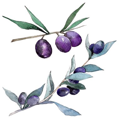 Yeşil ve siyah zeytin. Suluboya arka plan illüstrasyon küme. Zeytin illüstrasyon izole öğesi.