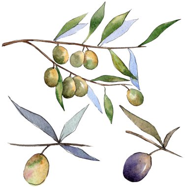 Yeşil ve siyah zeytin. Suluboya arka plan illüstrasyon küme. Zeytin illüstrasyon izole öğesi.