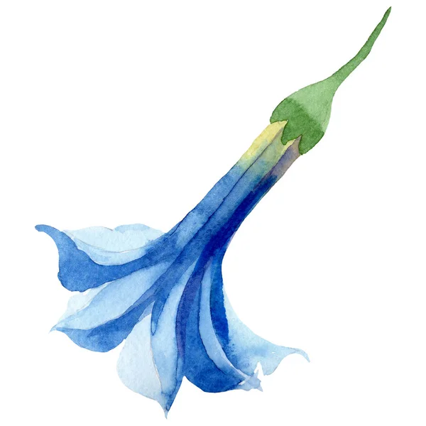 Fiore botanico floreale blu brugmansia. Set sfondo acquerello. Elemento isolante di illustrazione della brugmansia . — Foto Stock