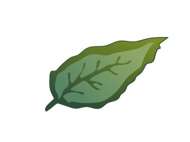 Vektör Rose yeşil yaprak botanik çiçek. Yeşil mürekkep sanat kazınmış. Gül illüstrasyon izole öğesi.