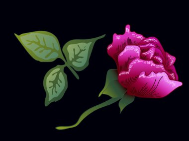 Vektör mor gülü botanik çiçek. Mor oyulmuş mürekkep sanat. Gül illüstrasyon izole öğesi.