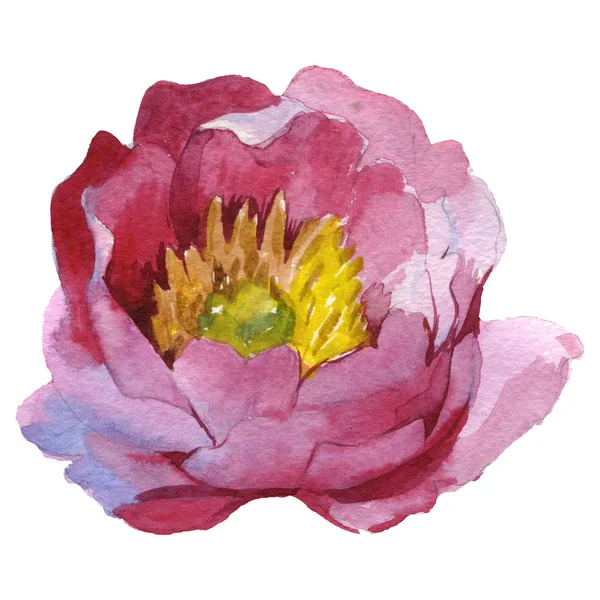 Peonia rosa fiore botanico floreale. Acquerello sfondo illustrazione set. Elemento di illustrazione peonia isolata . — Foto Stock