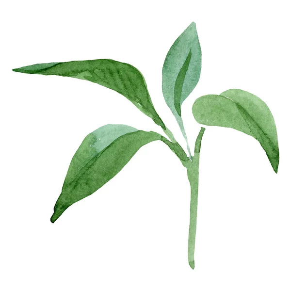Brugmansia gröna blad botaniska blomma. Akvarell bakgrunden set. Isolerade brugmansia illustration element. — Stockfoto