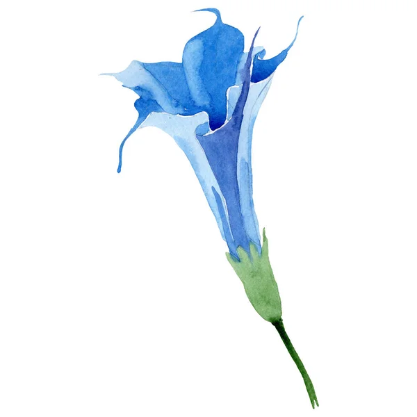 Блакитна бругмансія квіткова ботанічна квітка. Набір акварельних фонів. Ізольований елемент ілюстрації бругмансії . — стокове фото