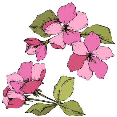 Elma çiçeği botanik çiçek vektör. Pembe ve yeşil mürekkep sanat kazınmış. İzole çiçek çizim öğesi.