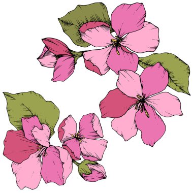 Elma çiçeği botanik çiçek vektör. Pembe ve yeşil mürekkep sanat kazınmış. İzole çiçek çizim öğesi.