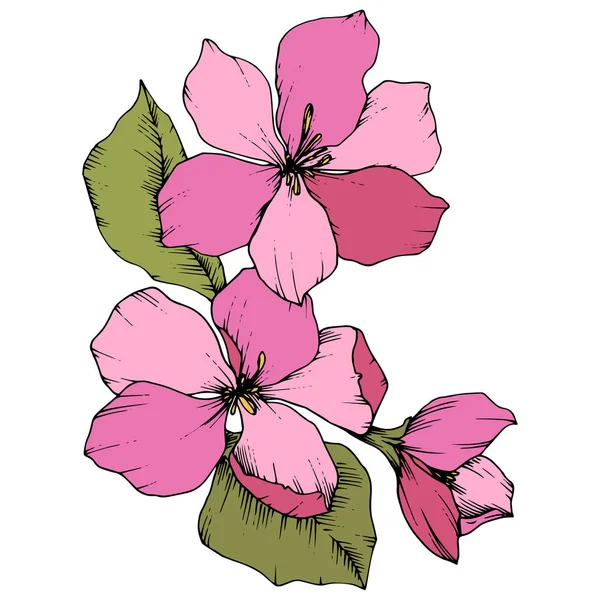 Διάνυσμα Apple blossom floral βοτανικό λουλούδι. Ροζ και πράσινο χαραγμένο μελάνι τέχνης. Απομονωμένη λουλούδια εικονογράφηση στοιχείο. — Διανυσματικό Αρχείο