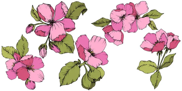 Цветок векторного яблока цветочный ботанический цветок. Розовая и зеленая гравировка чернил. Изолированный элемент иллюстрации цветов . — стоковый вектор