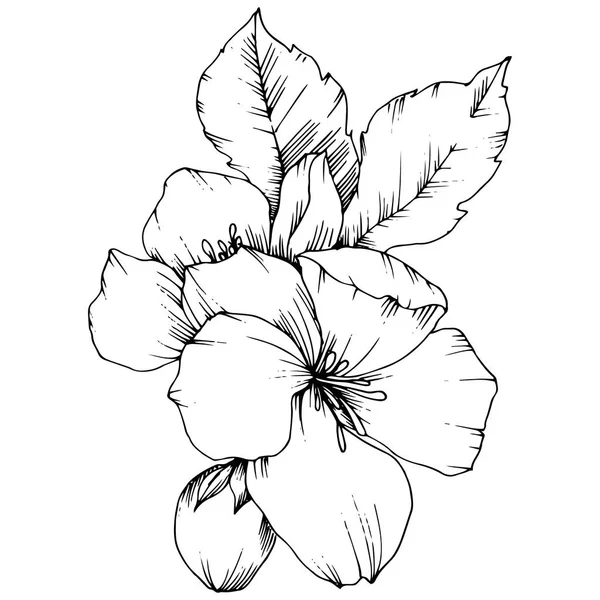 Vector flor de manzana flor botánica floral. Tinta grabada en blanco y negro. Elemento ilustrativo de flores aisladas . — Vector de stock