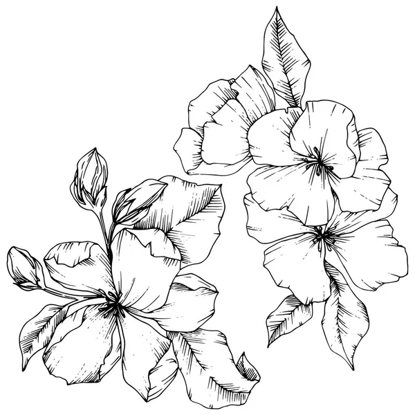 Vector flor de manzana flor botánica floral. Tinta grabada en blanco y negro. Elemento ilustrativo de flores aisladas . — Vector de stock