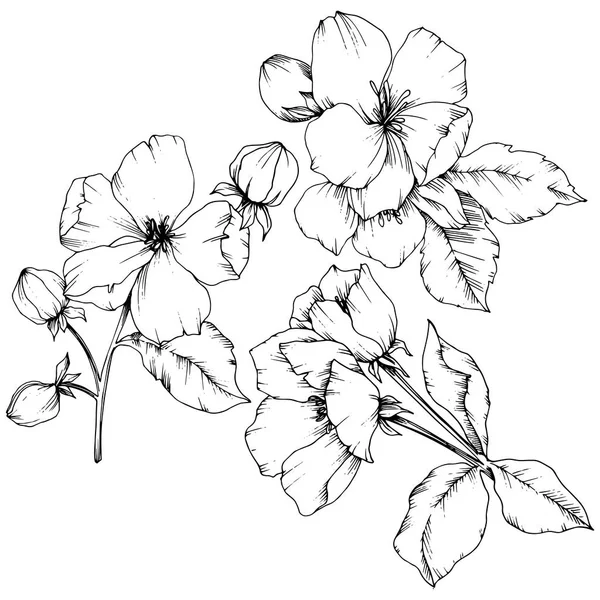 Vektor Apple blossom blommig botaniska blomma. Svart och vit graverade bläck konst. Isolerade blommor illustration element. — Stock vektor