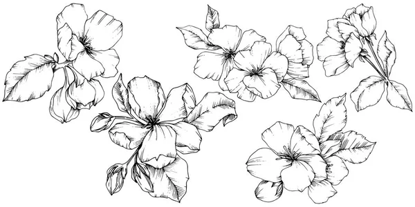 벡터 애플 꽃 꽃 식물 꽃입니다. 흑백 잉크 아트를 새겨져 있다. 격리 된 꽃 그림 요소. — 스톡 벡터