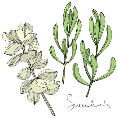 Vektör sulu botanik çiçek. Oyulmuş mürekkep sanat. İzole succulents illüstrasyon öğesi.