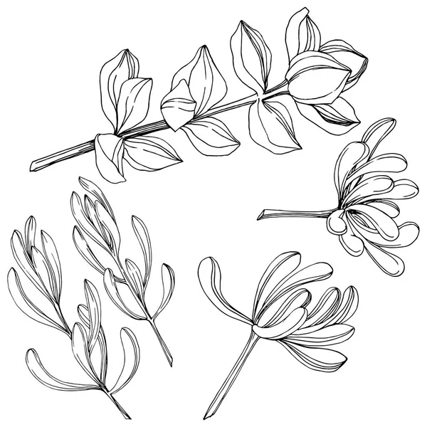 Vector Fleur botanique florale succulente. Encre gravée en noir et blanc. Elément d'illustration succulents isolés . — Image vectorielle