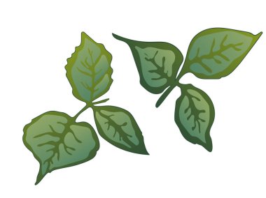 Vektör Rose yeşil yaprak botanik çiçek. Yeşil mürekkep sanat kazınmış. Gül illüstrasyon izole öğesi.