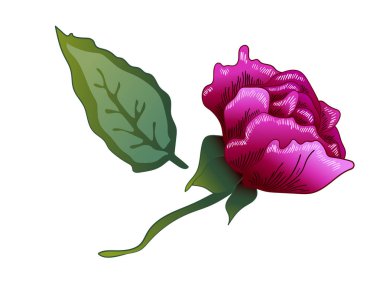 Vektör mor gülü botanik çiçek. Mor oyulmuş mürekkep sanat. Gül illüstrasyon izole öğesi.