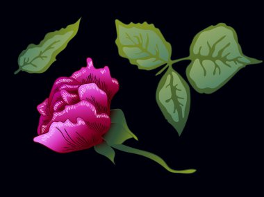 Vektör mor gülü botanik çiçek. Mor oyulmuş mürekkep sanat. Gül illüstrasyon izole öğesi.