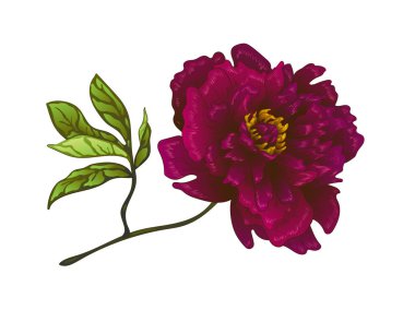 Vektör Bordo şakayık botanik çiçek. Oyulmuş mürekkep sanat. İzole peonies illüstrasyon öğesi.