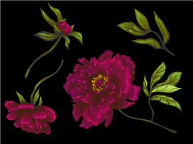 Vektör Bordo şakayık botanik çiçek. Vahşi bahar yaprak izole kır çiçeği. Oyulmuş mürekkep sanat. İzole peonies illüstrasyon öğe siyah arka plan üzerine.