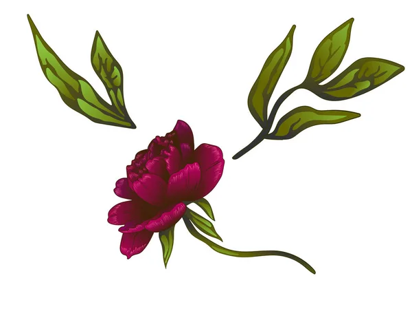 Vector Borgonha peônia flor botânica floral. Arte de tinta gravada. Peônias isoladas elemento ilustrativo . — Vetor de Stock