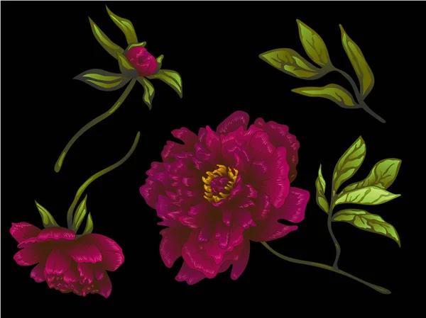 Vector Burgundy Peony Floral Botanische Bloem Wild Voorjaar Blad Wildflower — Stockvector