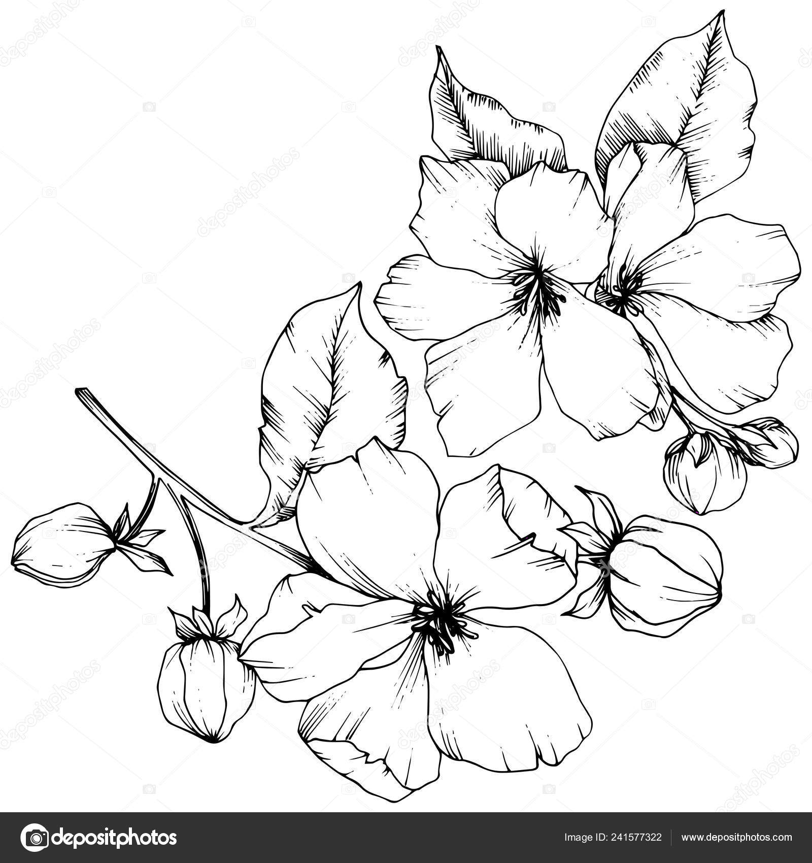 Vector Apple Blossom Floral Botanical Flower Black And White Engraved Ink Art Isolated Flowers Illustration Element Stock Vector Image By C Mystocks Vector Apple Blossom Floral Botanical Flower Black And White Engraved Ink Art Isolated Flowers Illustration Element Stock Vector Image By C Mystocks