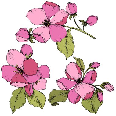 Elma çiçeği botanik çiçek vektör. Pembe ve yeşil mürekkep sanat kazınmış. İzole çiçek çizim öğesi.