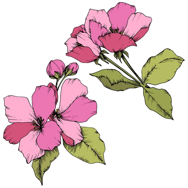 Vektori Omena kukka kukka kasvitieteellinen kukka. Vaaleanpunainen ja vihreä kaiverrettu muste taidetta. Erilliset kukat kuvitus elementti . — vektorikuva