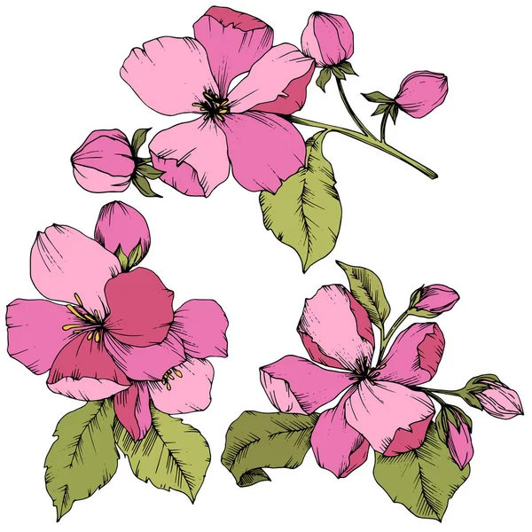 Vektor Apple blossom blommig botaniska blomma. Rosa och grönt graverade bläck konst. Isolerade blommor illustration element. — Stock vektor