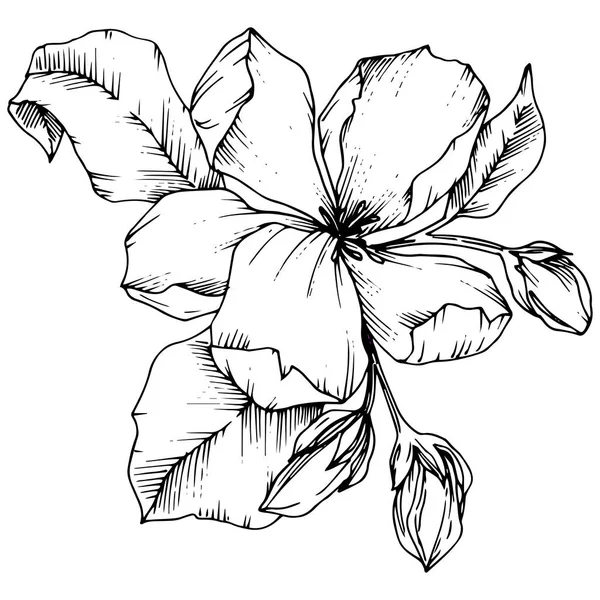 Vector flor de manzana flor botánica floral. Tinta grabada en blanco y negro. Elemento ilustrativo de flores aisladas . — Vector de stock