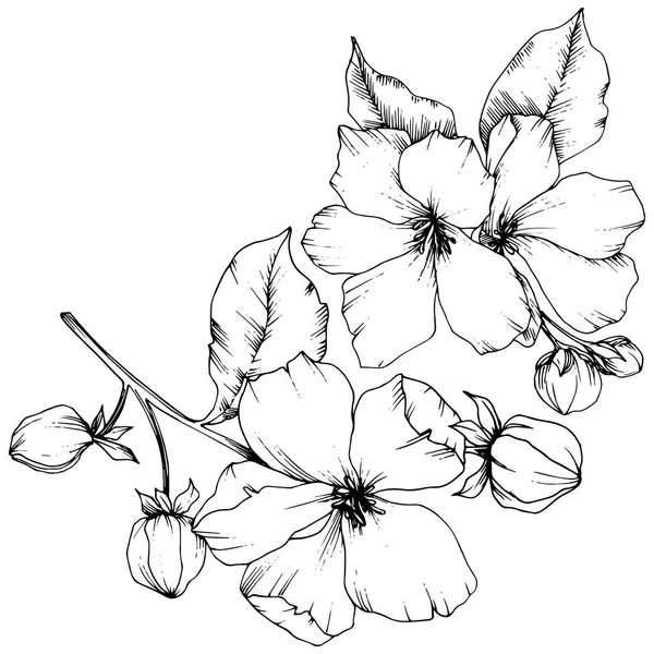 Elma çiçeği botanik çiçek vektör. Siyah ve beyaz mürekkep sanat kazınmış. İzole çiçek çizim öğesi. — Stok Vektör