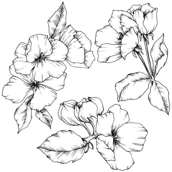 Alma virág virág botanikai virág vektor. Fekete-fehér vésett tinta art. Elszigetelt virágok ábra elem. — Stock Vector