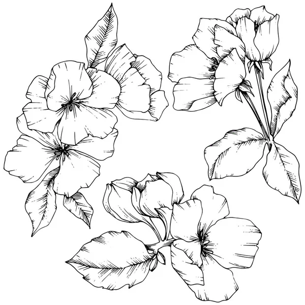 Vecteur Fleur de pomme fleur botanique florale. Encre gravée en noir et blanc. Elément d'illustration de fleurs isolées . — Image vectorielle