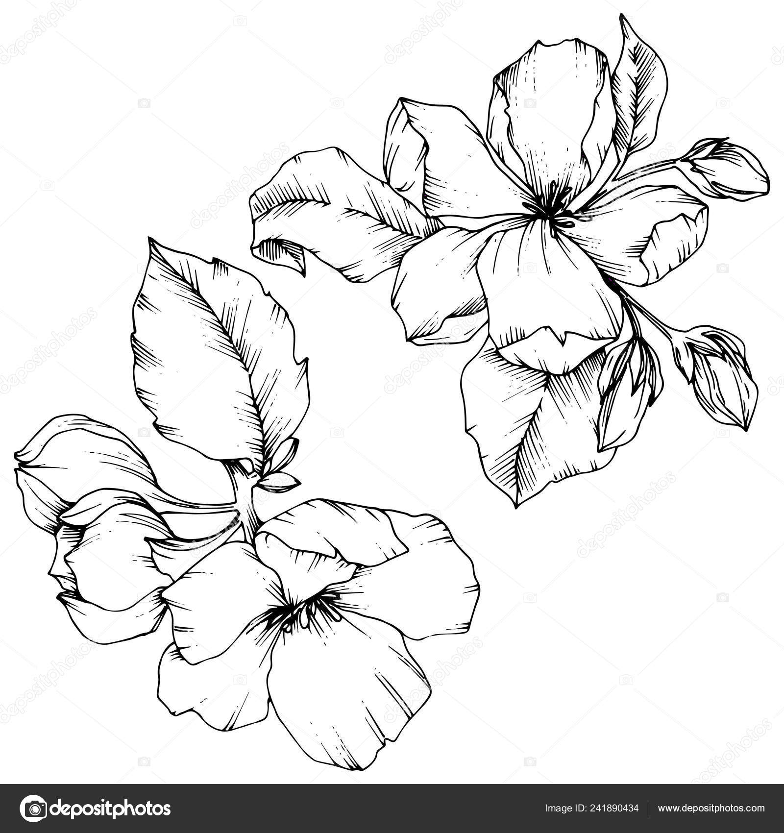 Vector Apple Blossom Floral Botanical Flower Black And White Engraved Ink Art Isolated Flowers Illustration Element Stock Vector Image By C Mystocks Vector Apple Blossom Floral Botanical Flower Black And White Engraved Ink Art Isolated Flowers Illustration Element Stock Vector Image By C Mystocks