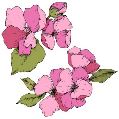 Elma çiçeği botanik çiçek vektör. Pembe ve yeşil mürekkep sanat kazınmış. İzole çiçek çizim öğesi.